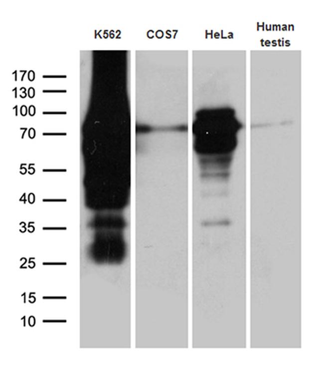 RACGAP1 Antibody in Western Blot (WB)