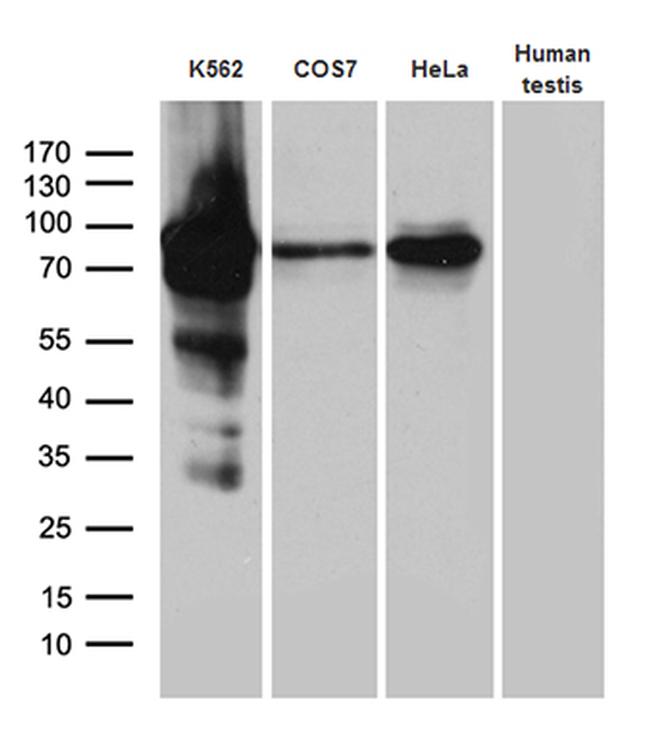 RACGAP1 Antibody in Western Blot (WB)