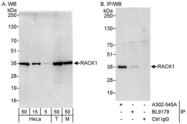 RACK1 Antibody in Western Blot (WB)