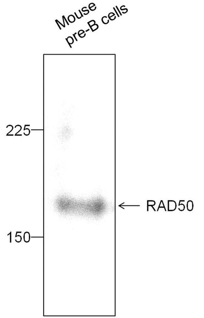 RAD50 Antibody in Western Blot (WB)