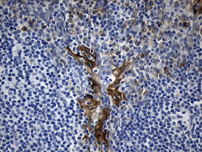 RAGE Antibody in Immunohistochemistry (Paraffin) (IHC (P))