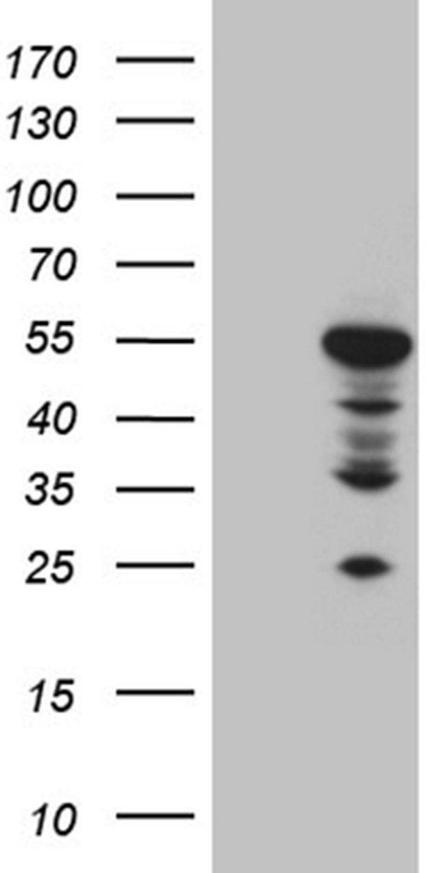 MOK Antibody in Western Blot (WB)