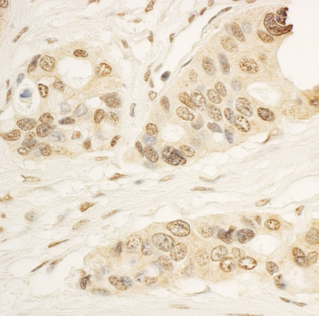 RAI1 Antibody in Immunohistochemistry (IHC)