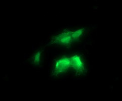 RALB Antibody in Immunocytochemistry (ICC/IF)