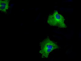 RALBP1 Antibody in Immunocytochemistry (ICC/IF)