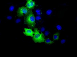 RALBP1 Antibody in Immunocytochemistry (ICC/IF)