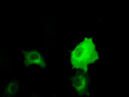 RALBP1 Antibody in Immunocytochemistry (ICC/IF)