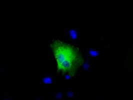 RALBP1 Antibody in Immunocytochemistry (ICC/IF)