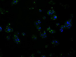 RALBP1 Antibody in Immunocytochemistry (ICC/IF)