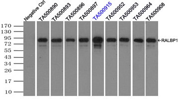 RALBP1 Antibody in Immunoprecipitation (IP)