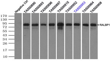 RALBP1 Antibody in Immunoprecipitation (IP)