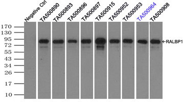 RALBP1 Antibody in Immunoprecipitation (IP)