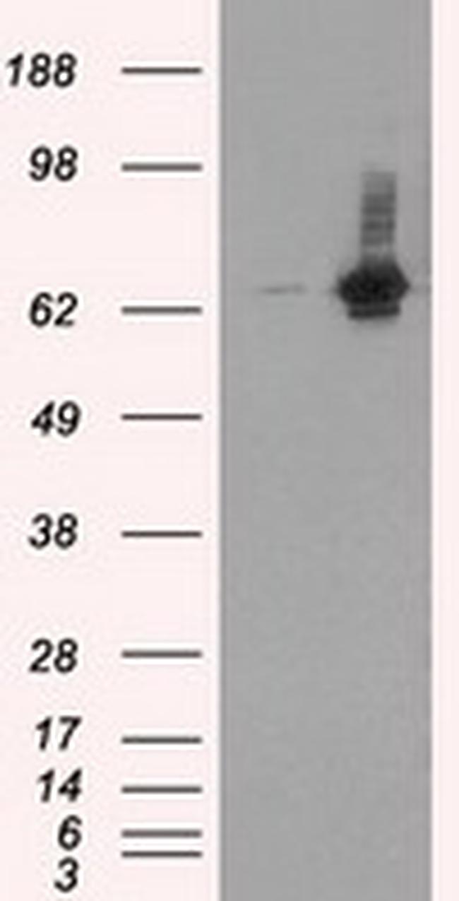 RALBP1 Antibody in Western Blot (WB)