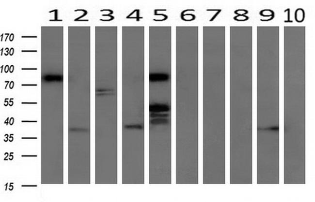 RALBP1 Antibody in Western Blot (WB)