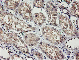 RAMP2 Antibody in Immunohistochemistry (Paraffin) (IHC (P))