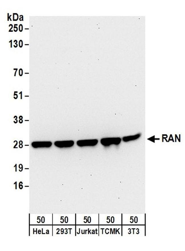 RAN Antibody in Western Blot (WB)