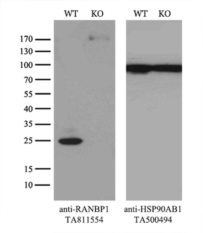 RANBP1 Antibody in Western Blot (WB)