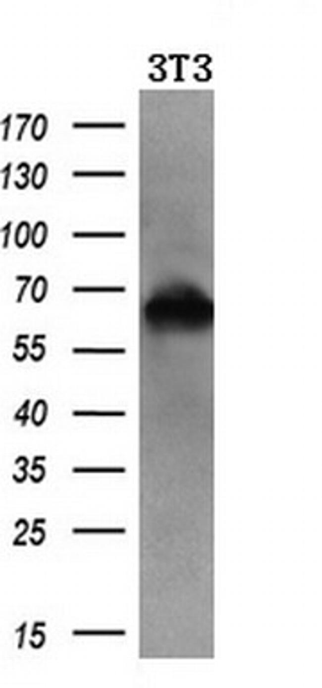 RANGAP1 Antibody in Western Blot (WB)
