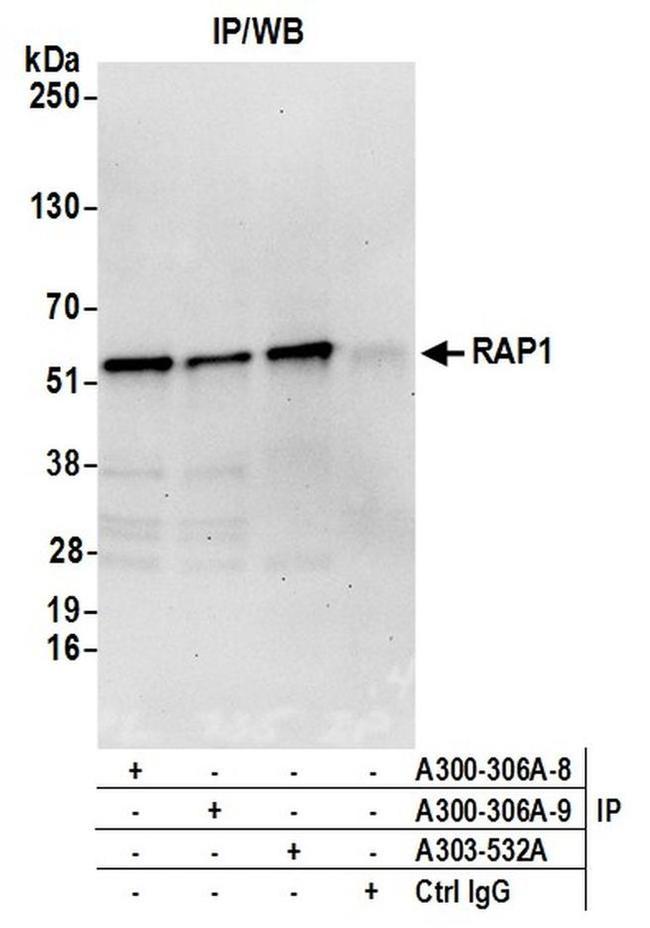 RAP1 Antibody in Western Blot (WB)