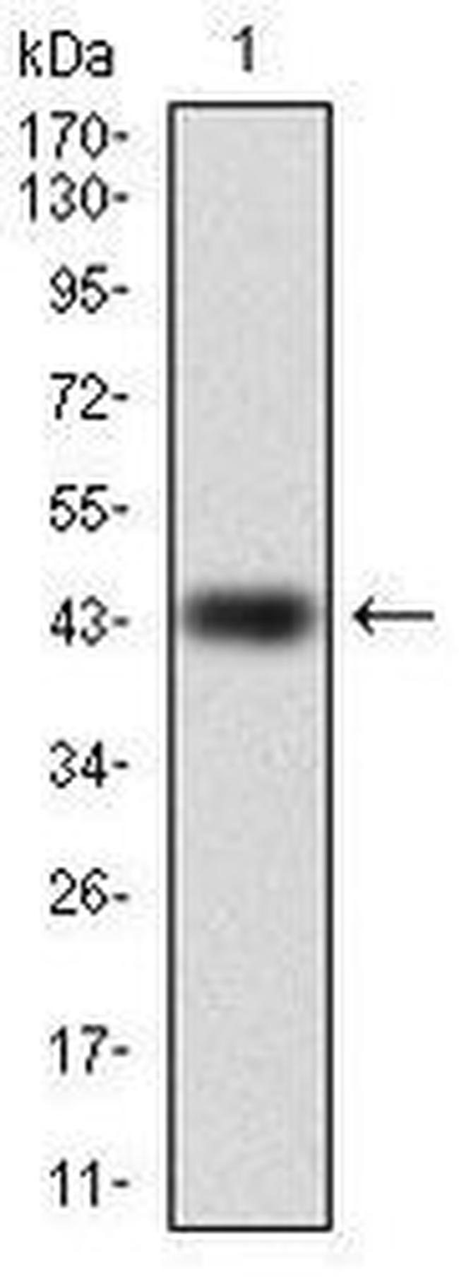 RAP1A Antibody in Western Blot (WB)