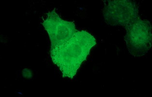 RAPGEF1 Antibody in Immunocytochemistry (ICC/IF)