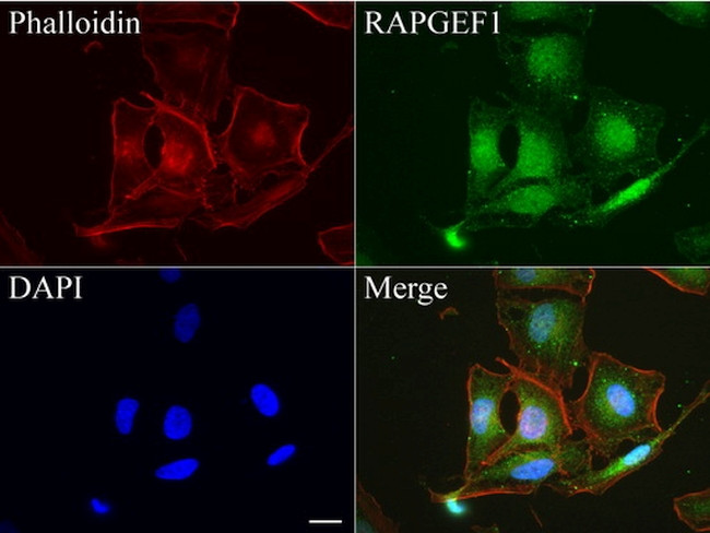 RAPGEF1 Antibody in Immunocytochemistry (ICC/IF)