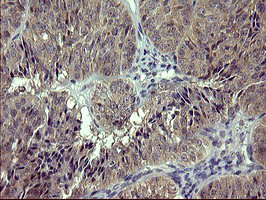 RAPGEF1 Antibody in Immunohistochemistry (Paraffin) (IHC (P))