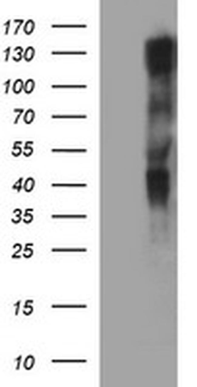 RAPGEF1 Antibody in Western Blot (WB)