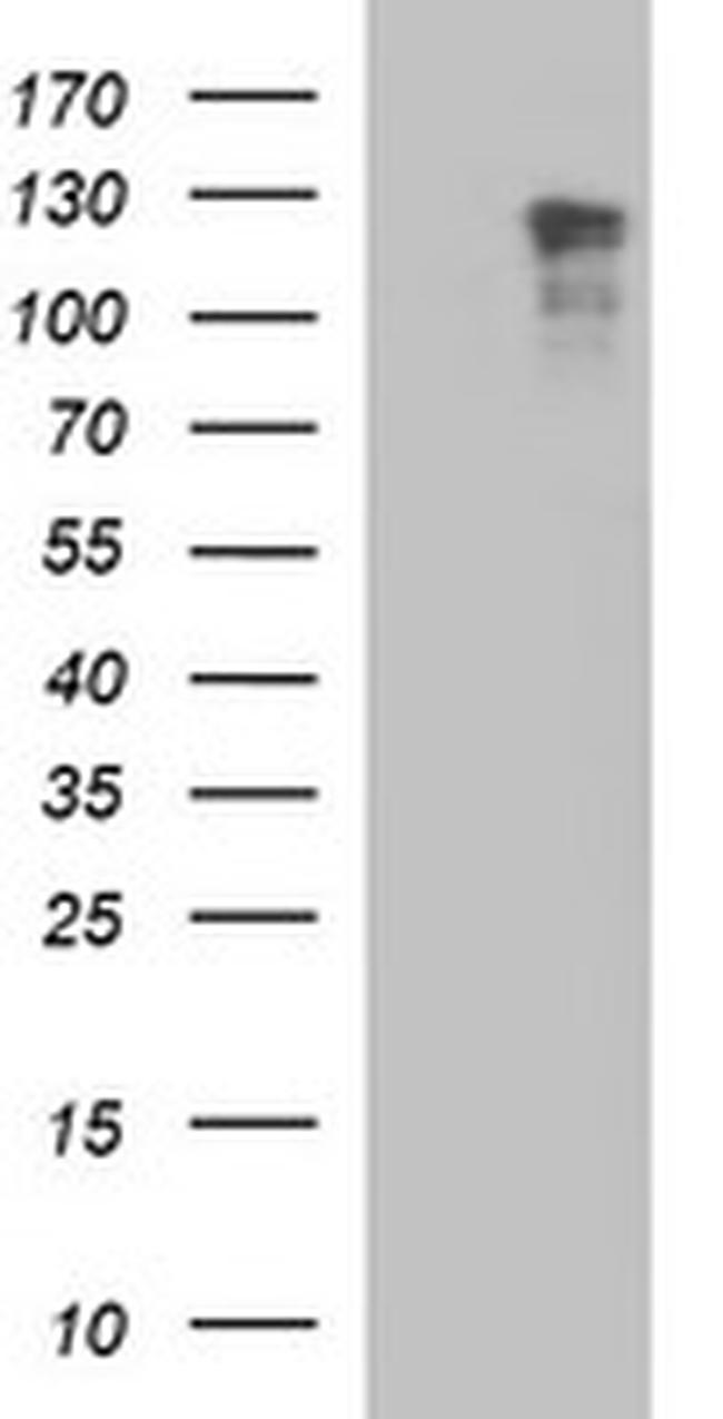 RAPGEF1 Antibody in Western Blot (WB)