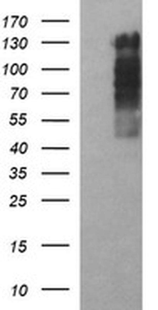 RAPGEF1 Antibody in Western Blot (WB)