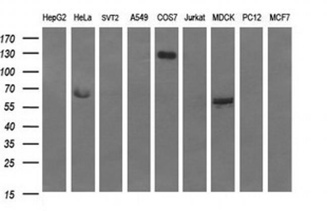 RAPGEF1 Antibody in Western Blot (WB)