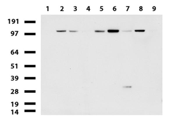 RAPGEF1 Antibody in Western Blot (WB)