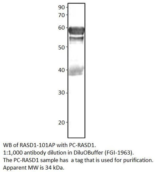 Dexras1 Antibody in Western Blot (WB)