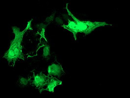 RASD2 Antibody in Immunocytochemistry (ICC/IF)