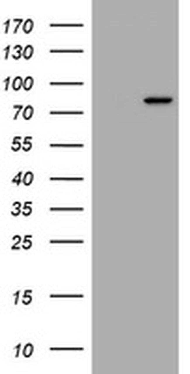 RASGRP3 Antibody in Western Blot (WB)