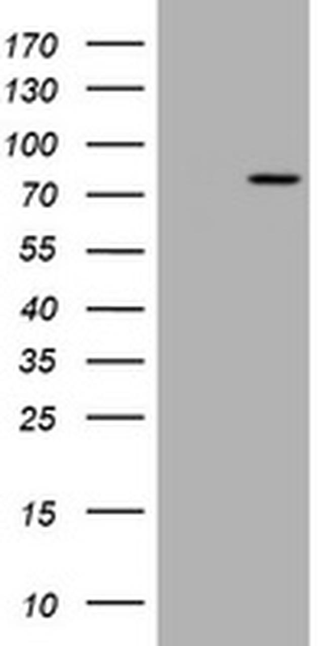 RASGRP3 Antibody in Western Blot (WB)