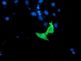 RASSF1 Antibody in Immunocytochemistry (ICC/IF)