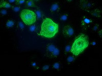 RASSF1 Antibody in Immunocytochemistry (ICC/IF)