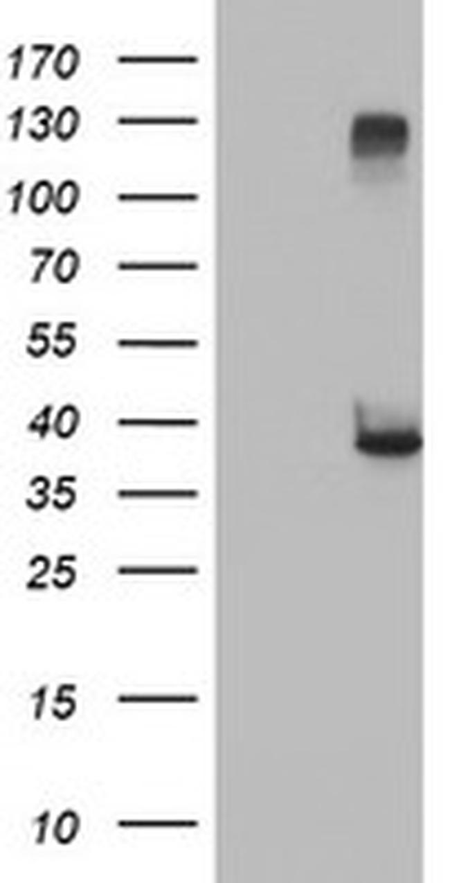 RASSF1 Antibody in Western Blot (WB)