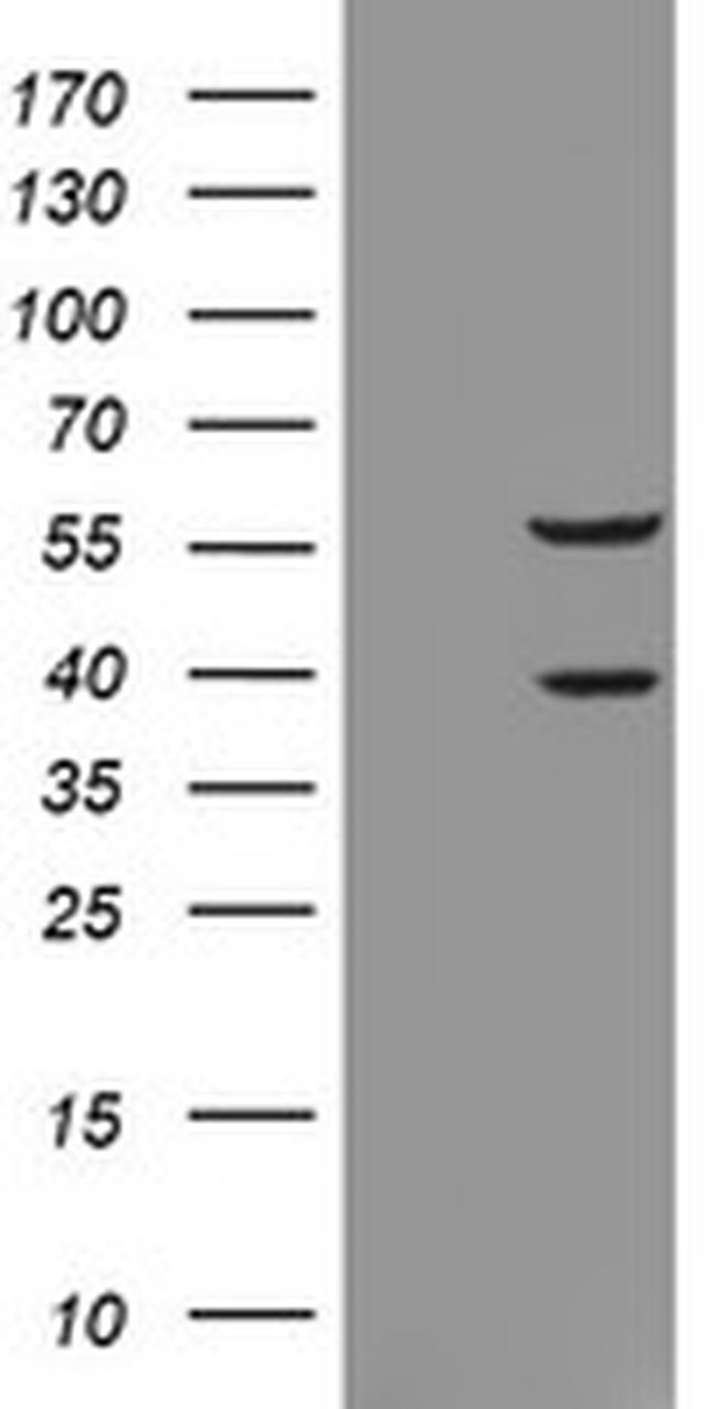 RASSF1 Antibody in Western Blot (WB)