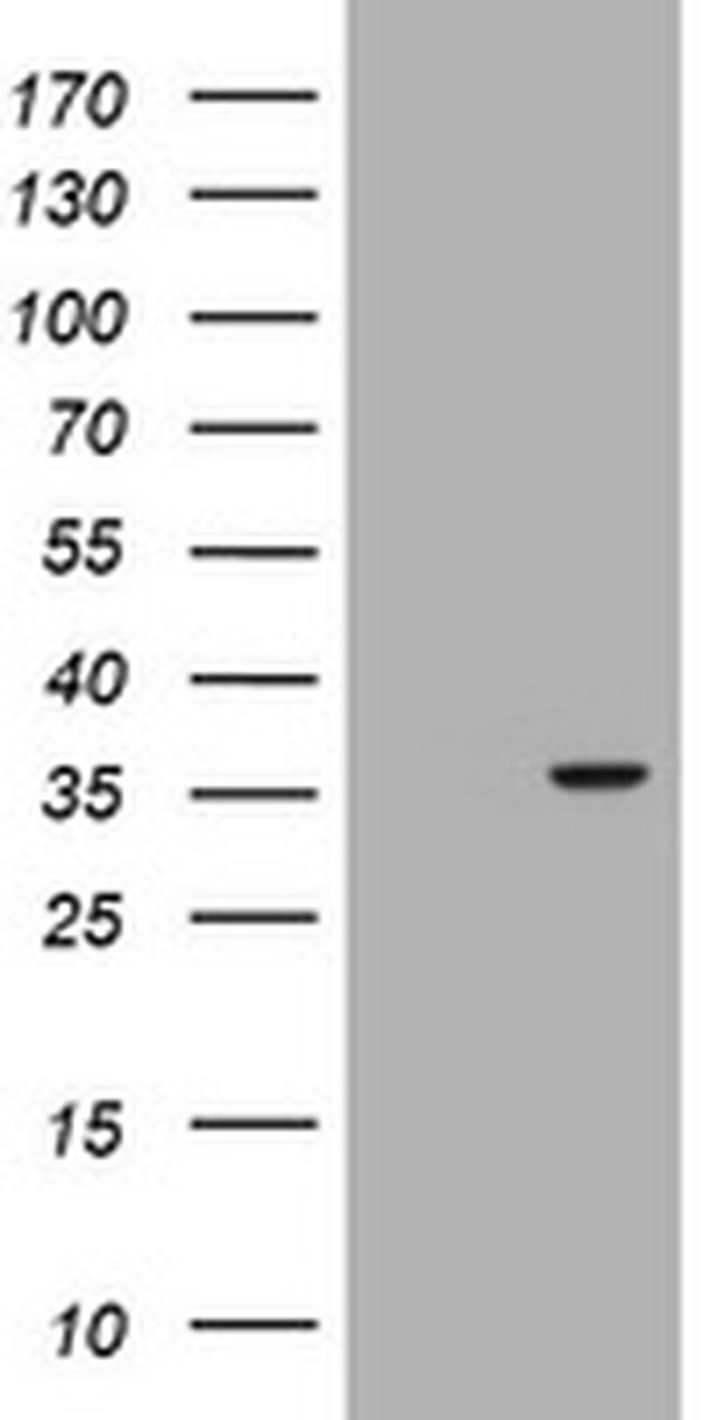 RASSF5 Antibody in Western Blot (WB)