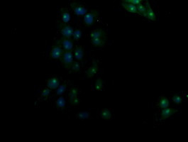 RASSF8 Antibody in Immunocytochemistry (ICC/IF)