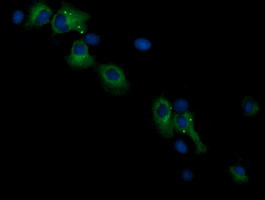 RASSF8 Antibody in Immunocytochemistry (ICC/IF)