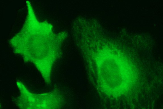 RASSF8 Antibody in Immunocytochemistry (ICC/IF)