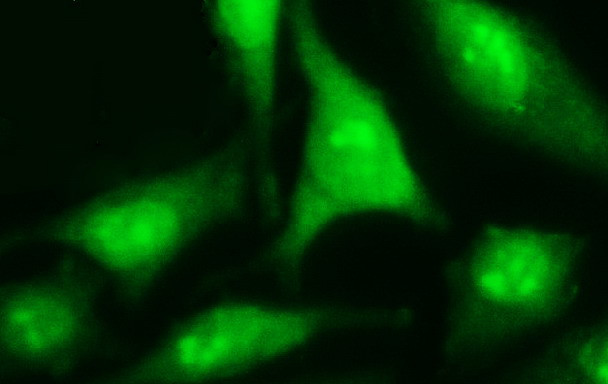 RASSF8 Antibody in Immunocytochemistry (ICC/IF)