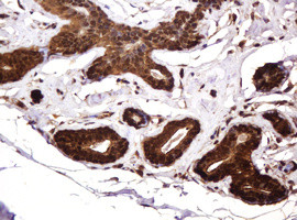 RASSF8 Antibody in Immunohistochemistry (Paraffin) (IHC (P))