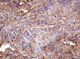 RASSF8 Antibody in Immunohistochemistry (Paraffin) (IHC (P))