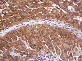 RASSF8 Antibody in Immunohistochemistry (Paraffin) (IHC (P))