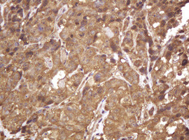 RASSF8 Antibody in Immunohistochemistry (Paraffin) (IHC (P))