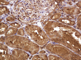 RASSF8 Antibody in Immunohistochemistry (Paraffin) (IHC (P))